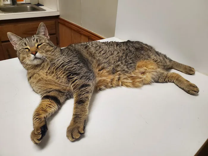 Stanton Animal Hospital Picture 3