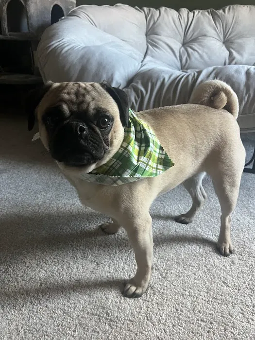 Stanton Animal Hospital Picture 6