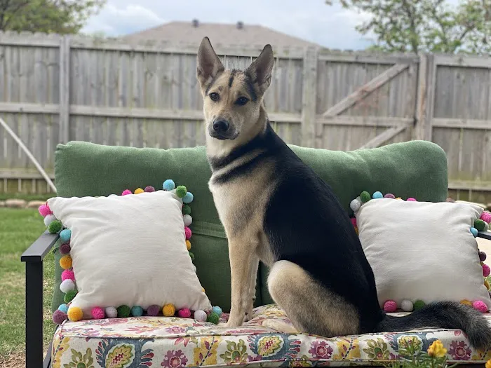 Stanton Animal Hospital Picture 9