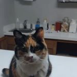 Stanton Animal Hospital: Butler Metta DVM