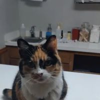 Stanton Animal Hospital: Butler Metta DVM ico