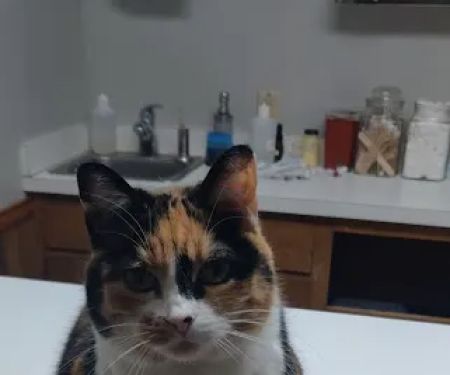 Stanton Animal Hospital: Butler Metta DVM