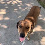 Family Pets Veterinary Care and Acupuncture