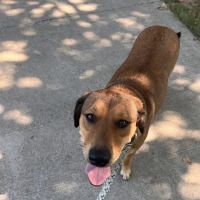 Family Pets Veterinary Care and Acupuncture ico