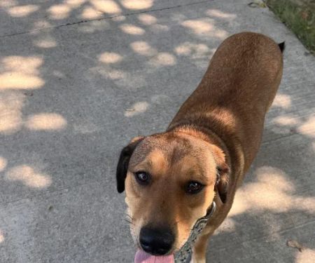 Family Pets Veterinary Care and Acupuncture