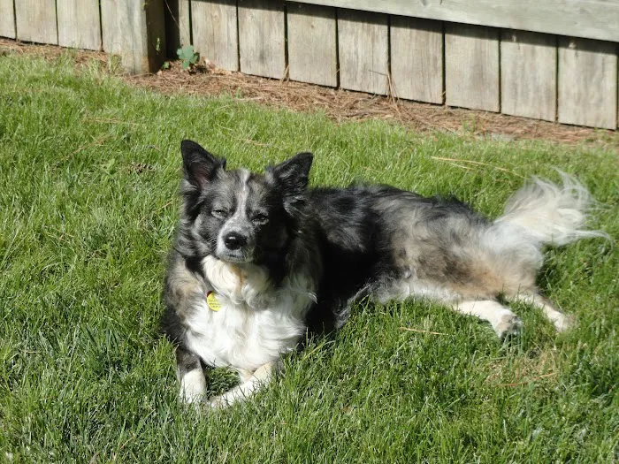 Family Pets Veterinary Care and Acupuncture Picture 3