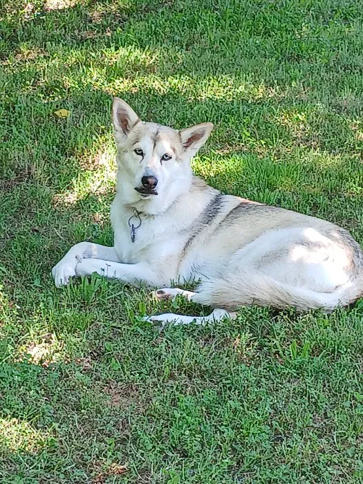 Family Pets Veterinary Care and Acupuncture Picture 2