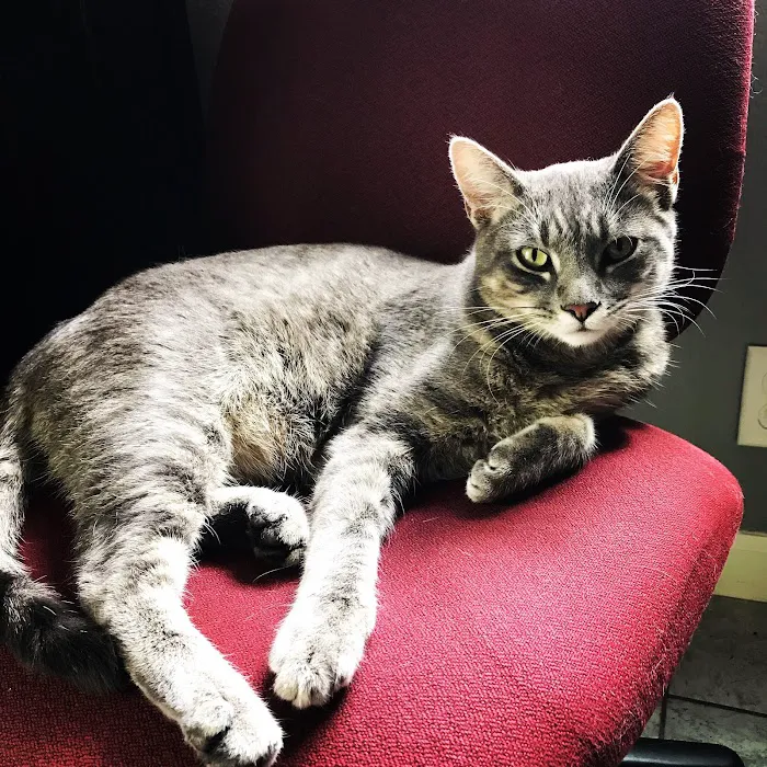 Family Pets Veterinary Care and Acupuncture Picture 5