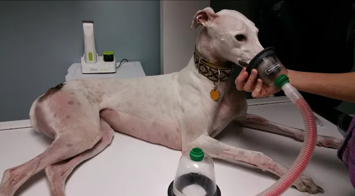 Family Pets Veterinary Care and Acupuncture Picture 7