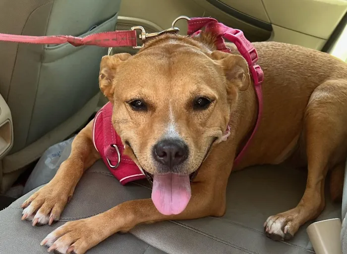 Family Pets Veterinary Care and Acupuncture Picture 9