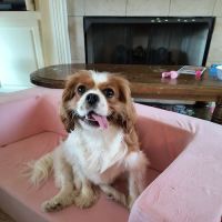 Smithers Animal Hospital ico