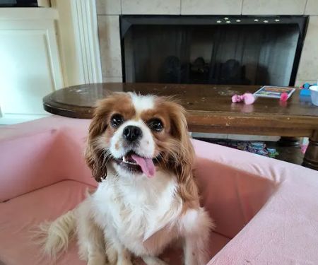 Smithers Animal Hospital