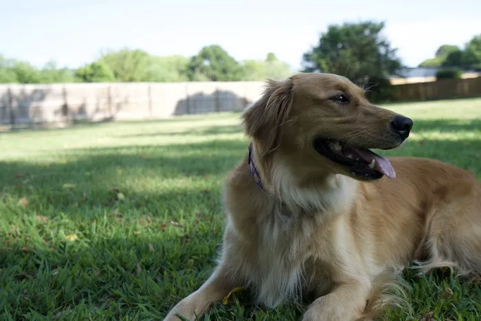 Smithers Animal Hospital Picture 5