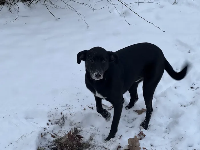 Smithers Animal Hospital Picture 4