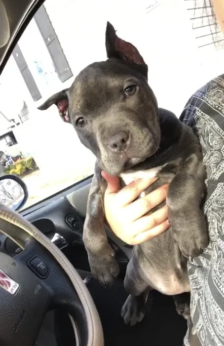 Patterson Animal Hospital Picture 1