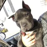 Patterson Animal Hospital