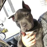 Patterson Animal Hospital ico