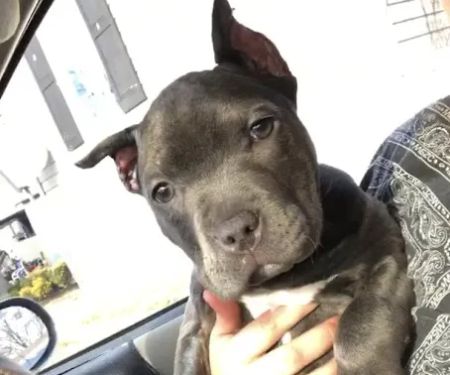 Patterson Animal Hospital