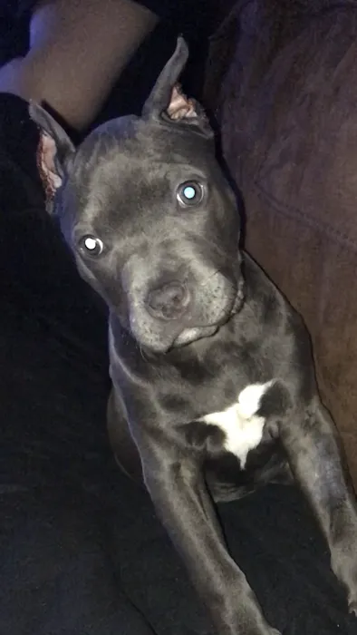 Patterson Animal Hospital Picture 10