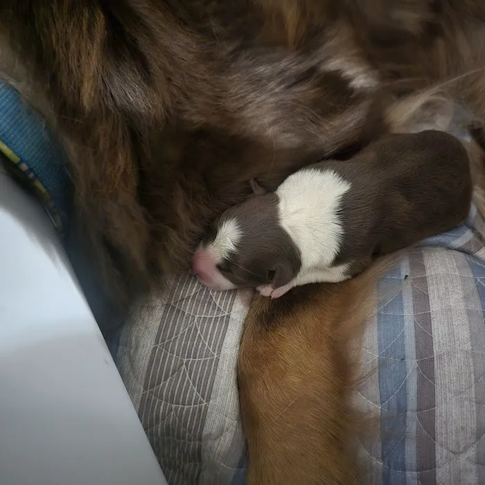 LocalVet Urgent Care Picture 3