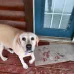 LocalVet Urgent Care