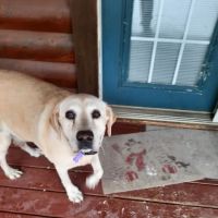 LocalVet Urgent Care ico