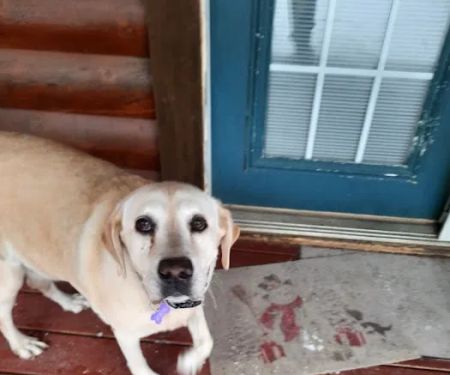 LocalVet Urgent Care