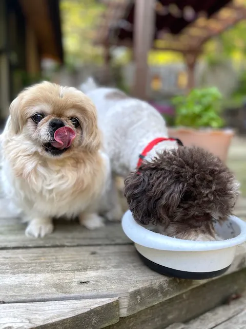 LocalVet Urgent Care Picture 5