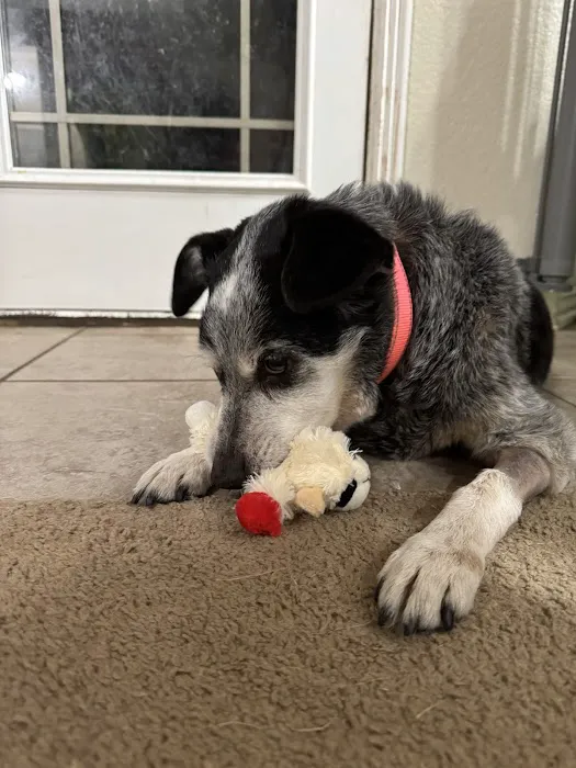 LocalVet Urgent Care Picture 7