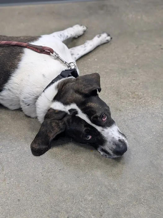 LocalVet Urgent Care Picture 6