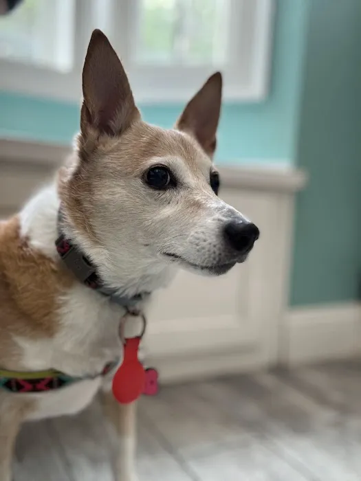 Gulley Park Pets Clinic Picture 1