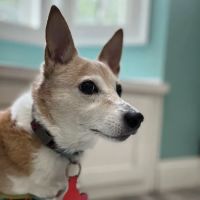 Gulley Park Pets Clinic ico