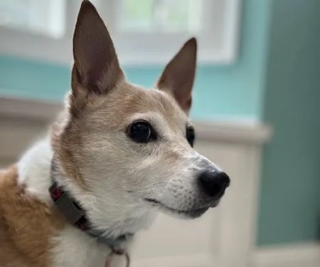 Gulley Park Pets Clinic