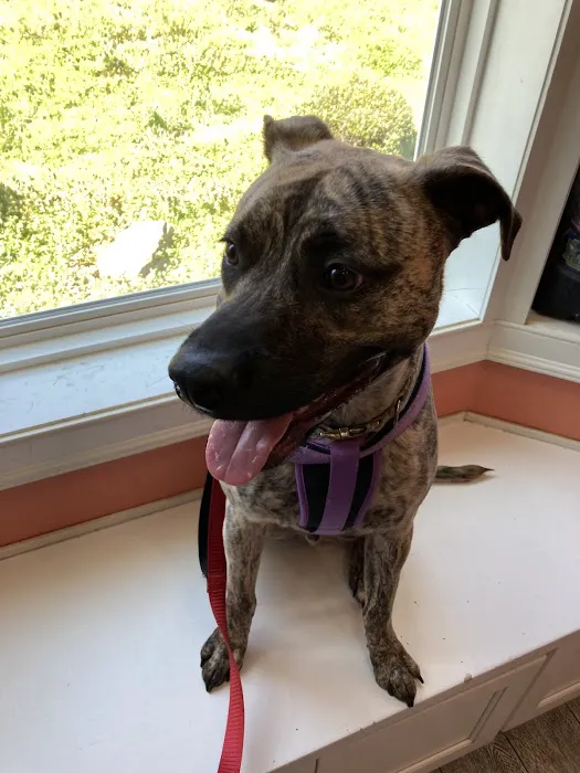 Gulley Park Pets Clinic Picture 4