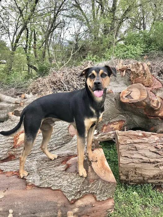 Gulley Park Pets Clinic Picture 3