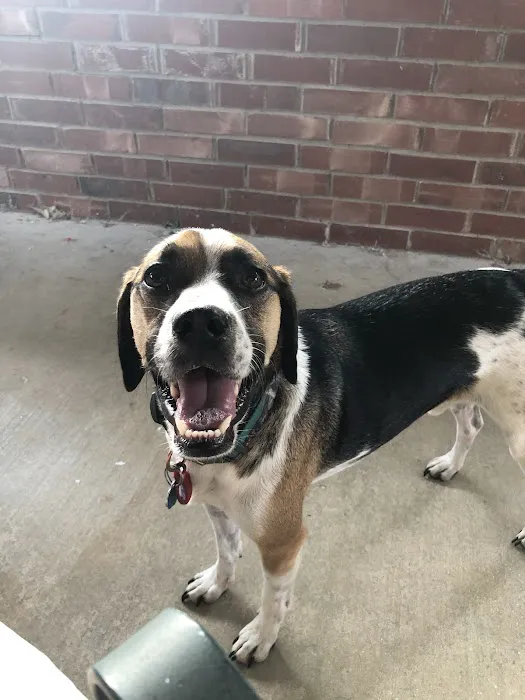 Gulley Park Pets Clinic Picture 5