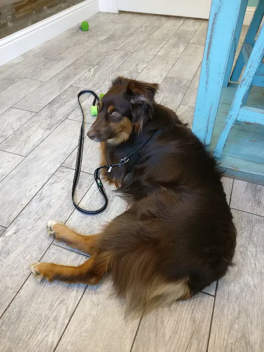 Gulley Park Pets Clinic Picture 2