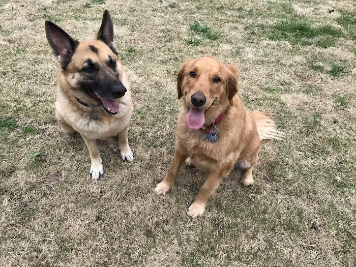Gulley Park Pets Clinic Picture 6