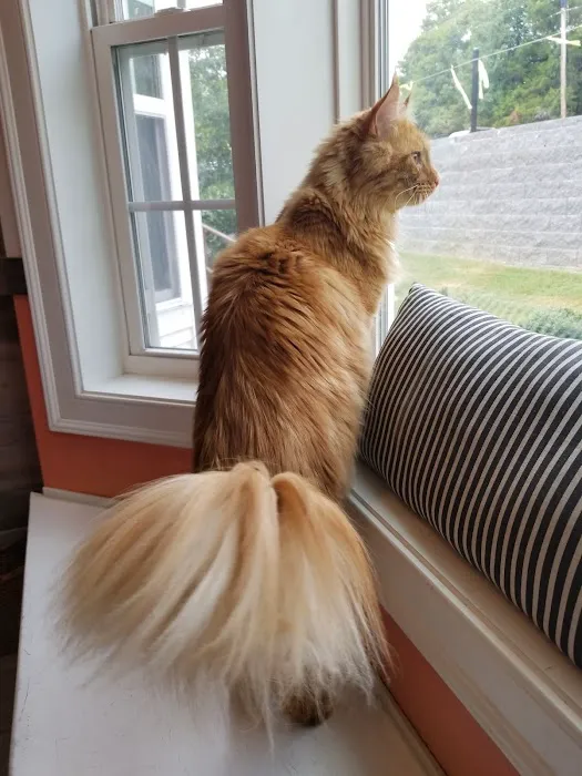 Gulley Park Pets Clinic Picture 7