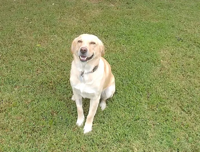Gulley Park Pets Clinic Picture 8