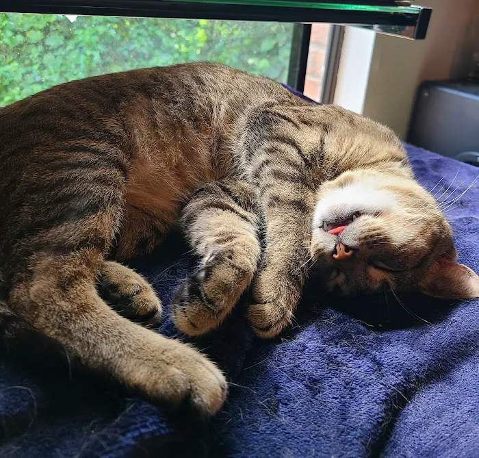 Gulley Park Pets Clinic Picture 9