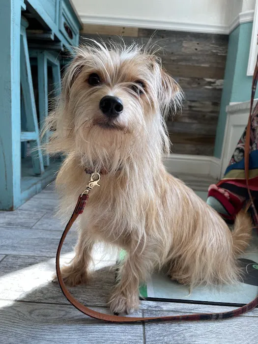 Gulley Park Pets Clinic Picture 10