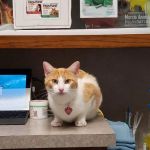 Animal Medical Clinic