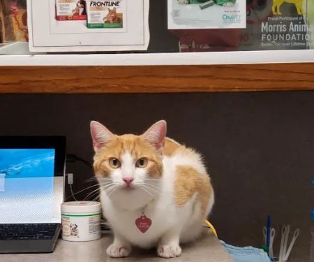 Animal Medical Clinic