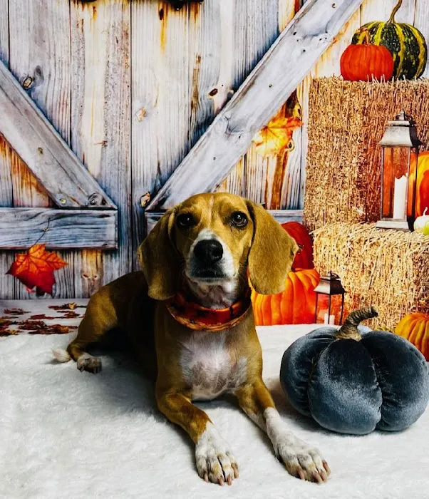 Animal Medical Clinic Picture 4