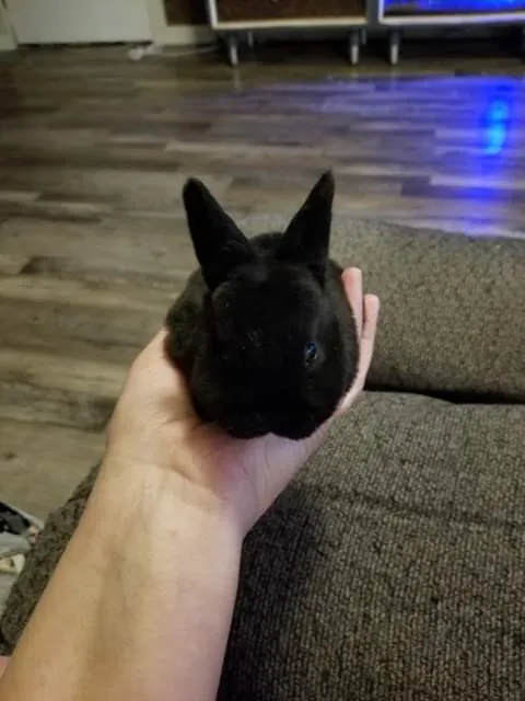 Animal Medical Clinic Picture 10