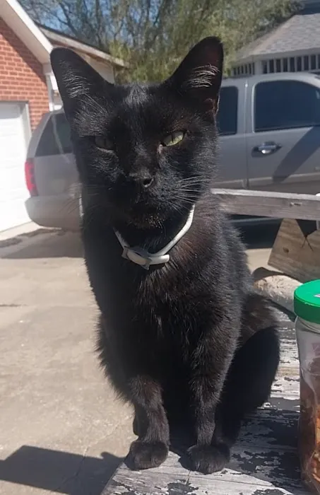 PetSmart Veterinary Services - Fayetteville Picture 2