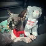 PetSmart Veterinary Services - Fayetteville