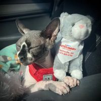 PetSmart Veterinary Services - Fayetteville ico