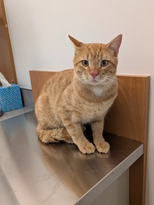 PetSmart Veterinary Services - Fayetteville Picture 5